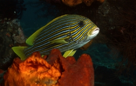 Bali 2016 - Ribbon sweetlips - Gaterin a ruban - Plectorhinchus polytaenia - IMG_5811_rc